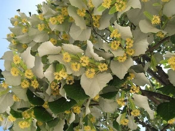 Tei tilia parfumat (la ghiveci)