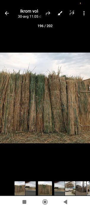 Xashak somon beda qamish