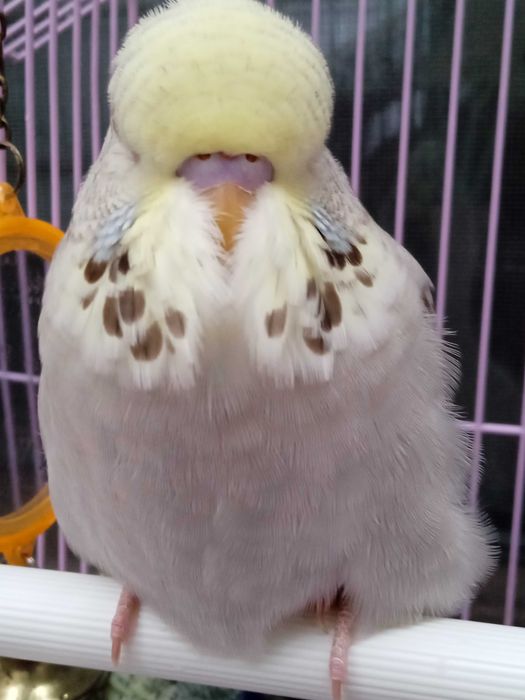 Perusi standard si hagoromo inelati+documentatie