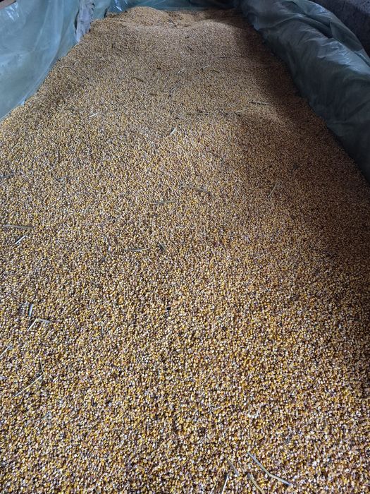 P O R U M B   D E    V Â N Z A R E