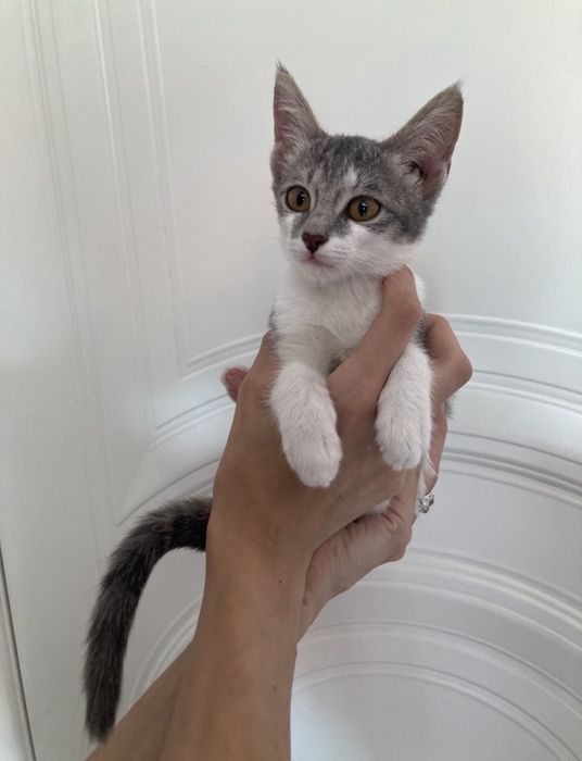 Котенок в добрые руки девочка