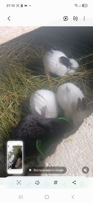 Срикач куён боласи 8та сотилади