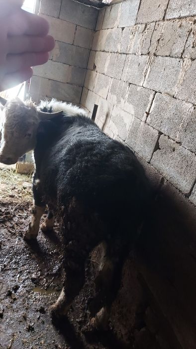 Бұқалар 1,5 жасар