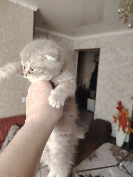 Шотландские малыши