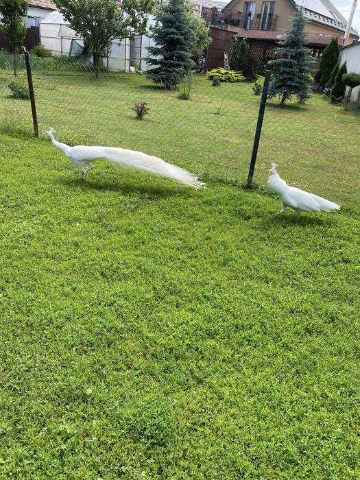 prereche de păuni albi