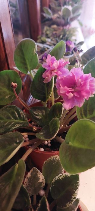 Продаю фиалки.Домашние.