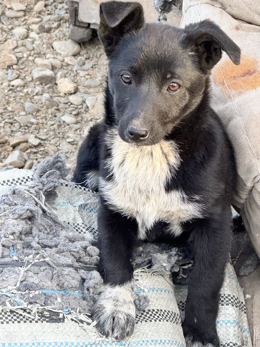 Щенки звоночки девочки