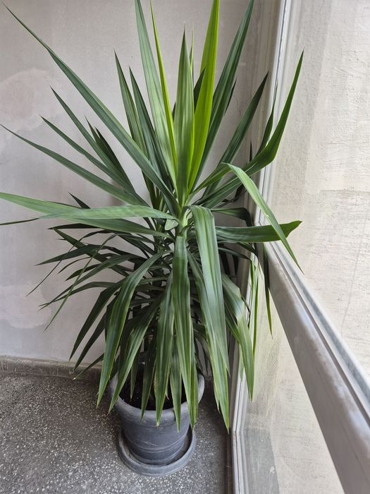 Домашна палма юка