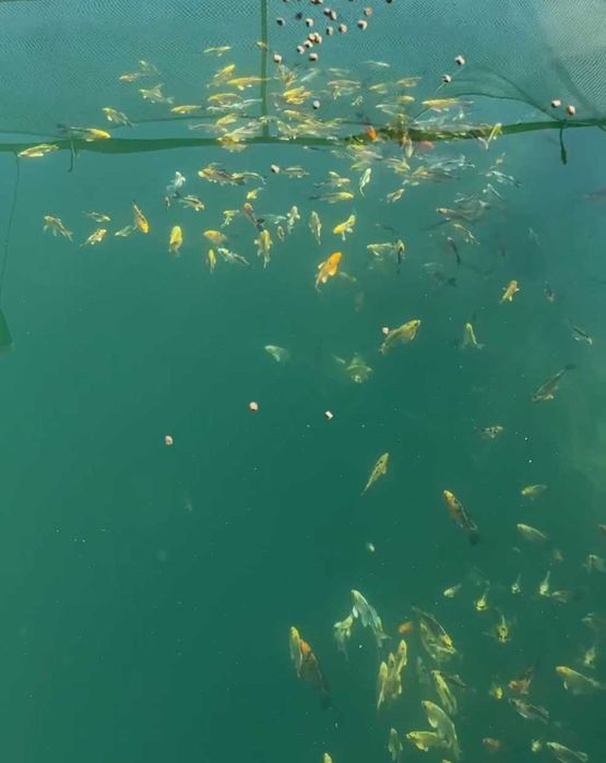 Декоративная японский карп коя в наличии малки и маточные