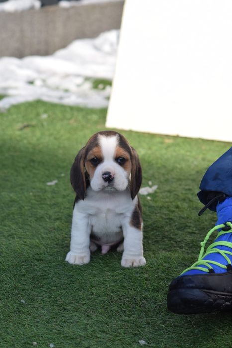 Mascul beagle 7 saptamani