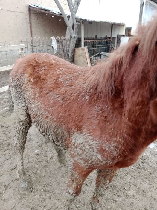 Тай еркек дены САУ аппетит ураган