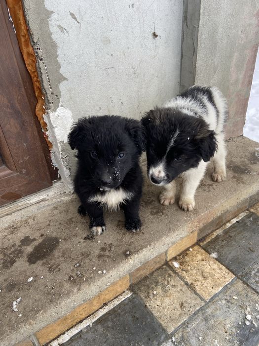 Cateluse  pentru adoptie