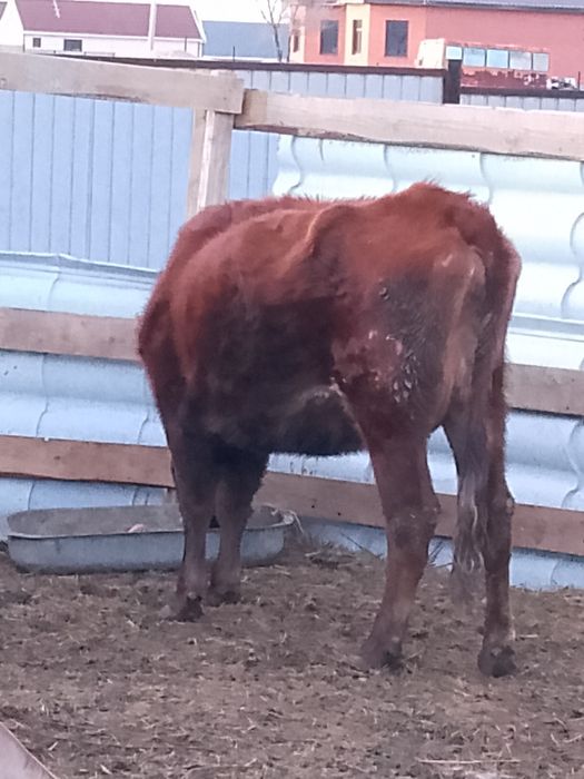 Құнажын құнажын сиыр