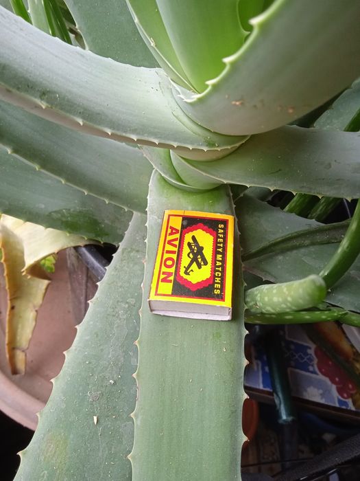 Алое Вера продам