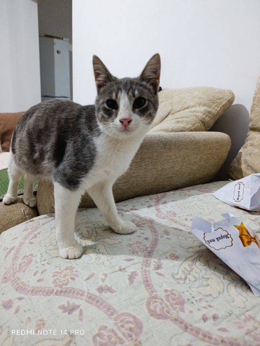 Котенок в добрые руки