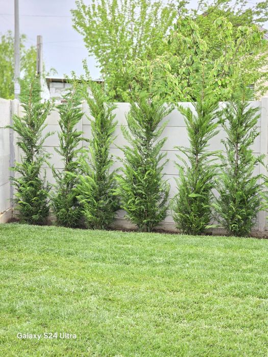 Cupressus leylandii super ofertă