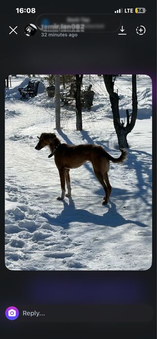 Тазы чистокровный