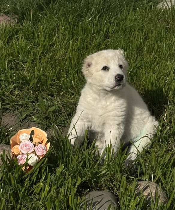 Щенки Алабая девочки