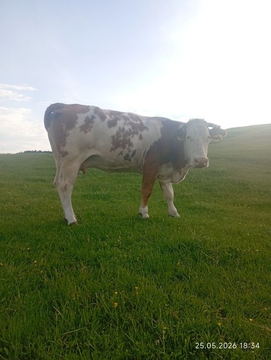 Vacă bălțata românească