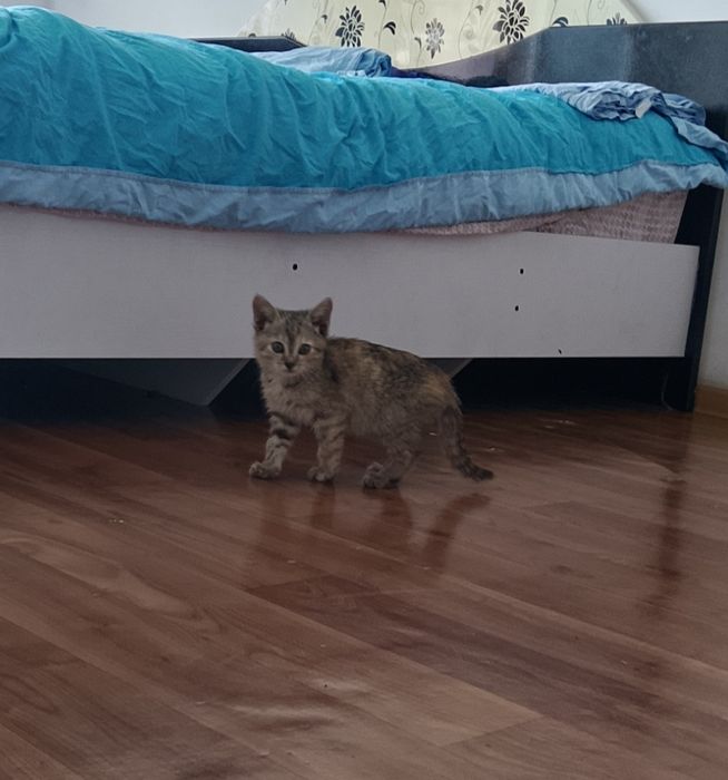Отдам даром котенка