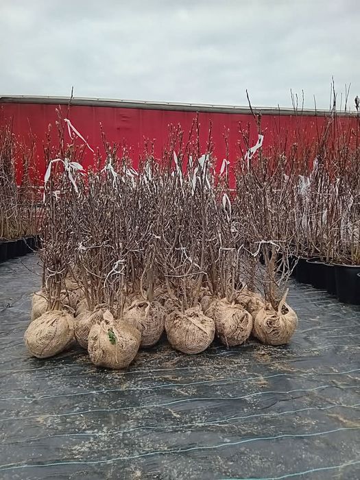 Puiet frasan , tei,fag,carpen, artar,salcam,