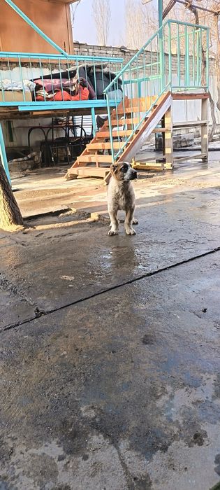 Ит сотилади "АЛАБАЙ"