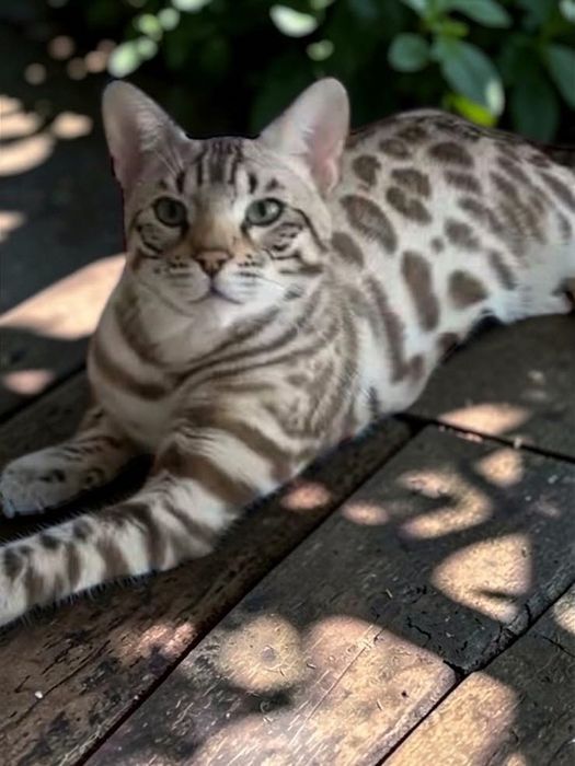 Малка снежна бенгалка 8 седмична