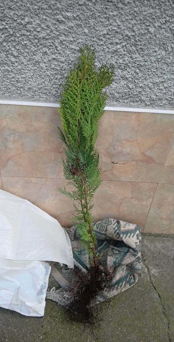 Палми вашингтония - маслини - мандарини и лимон