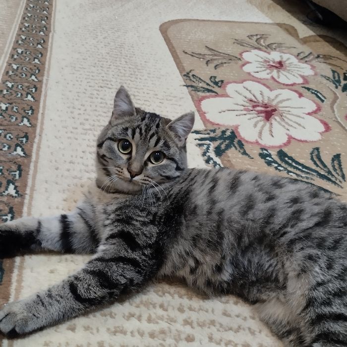 Отдам в добрые руки