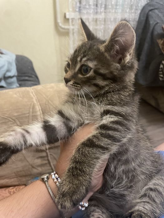 Отдам котят  (бесплатно )
