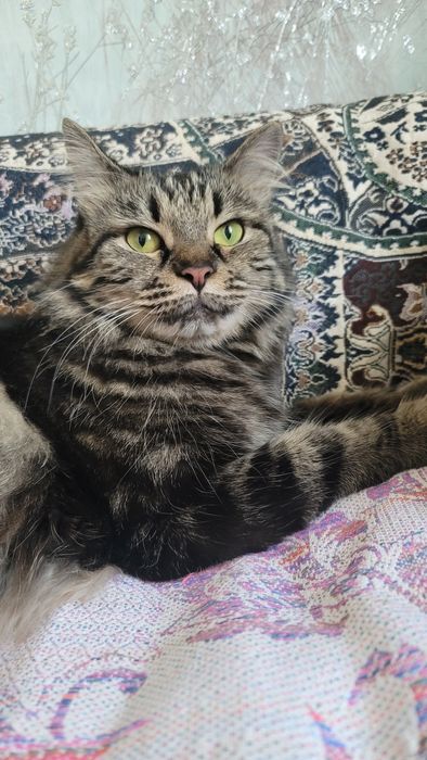 ПРОПАЛА КОШКА г.НАВОИ mushuk yo‘qolgan.