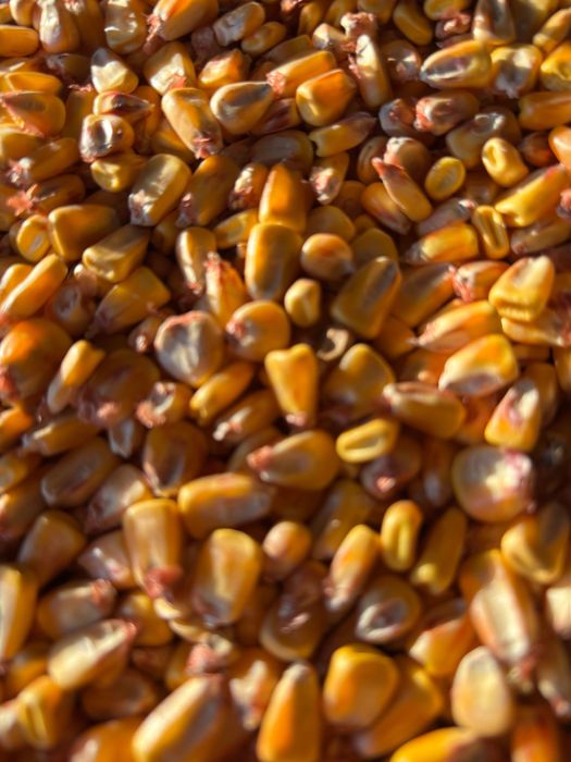 Porumb boabe recolta 2025