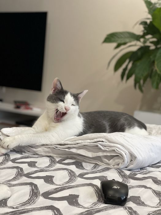 Дом для кота Гэндальфа