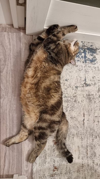 Британский котёнок