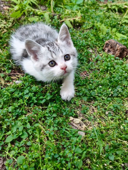 Продам котят веслоухие