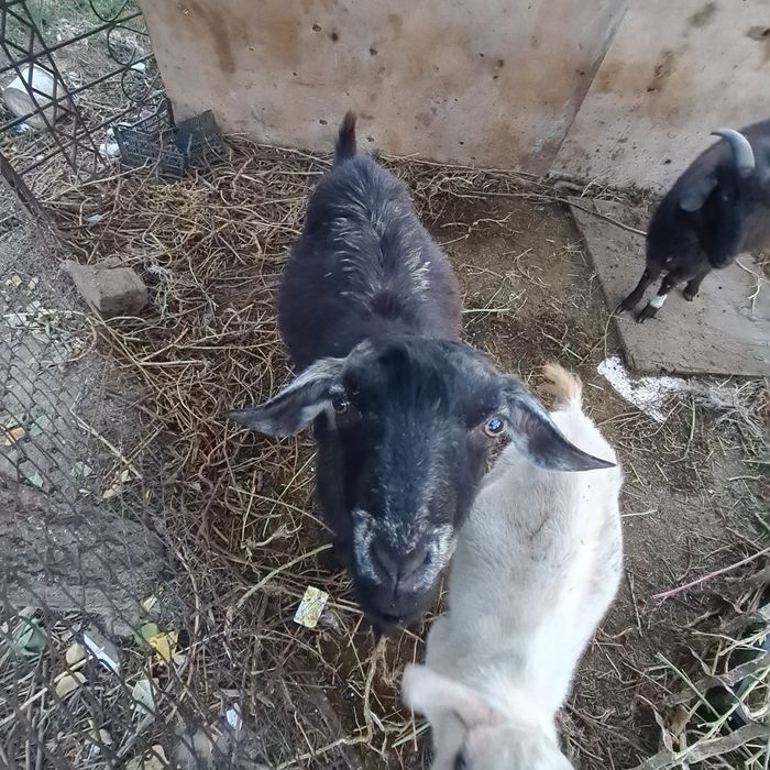 Лак ешкилер бар калада