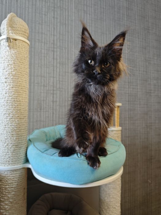 Котенок Мейн кун