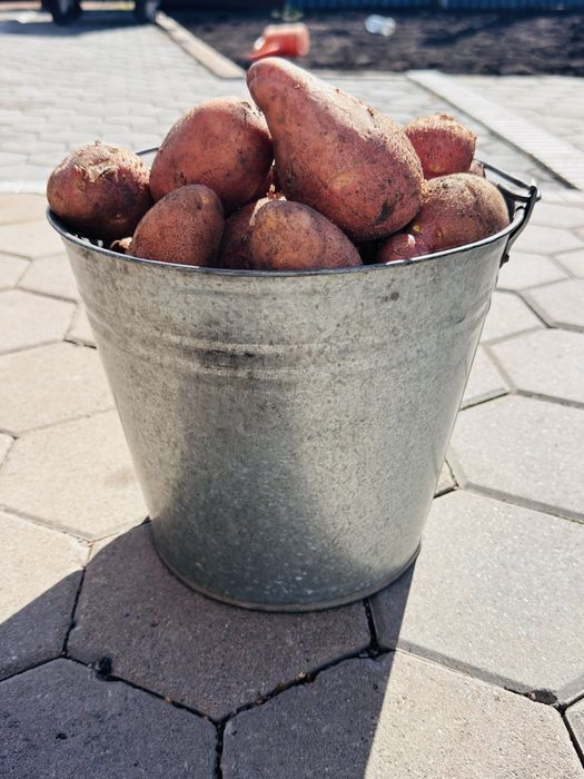 Продам ведро свежей картошки