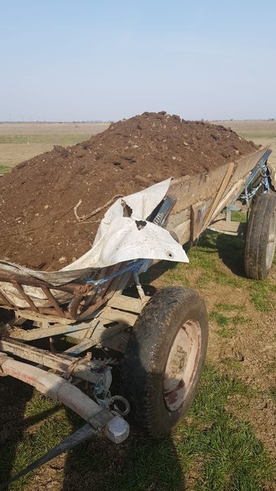 De vânzare băligar oaie macerat