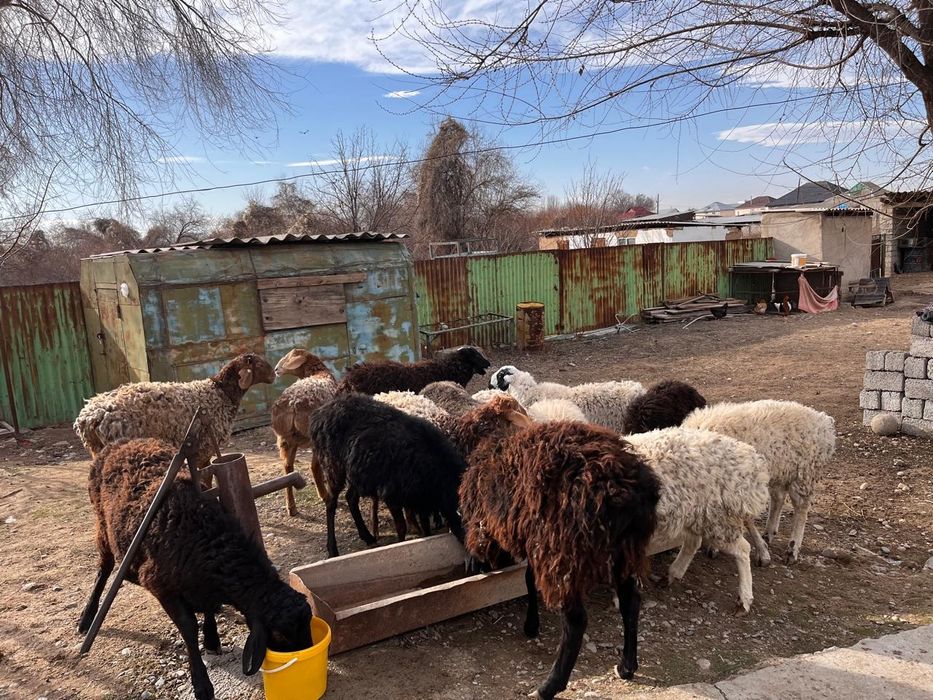 Қошқарлар сатылады