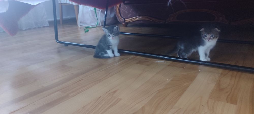 Продам котят вислоухих