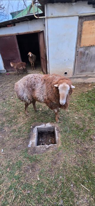 Продам барана...