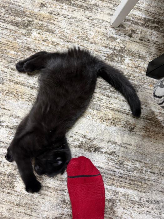 котенок скотиш фолд