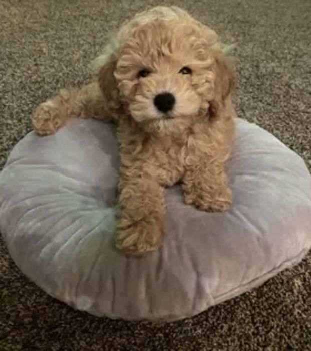 Мини пудел момченце  априкот