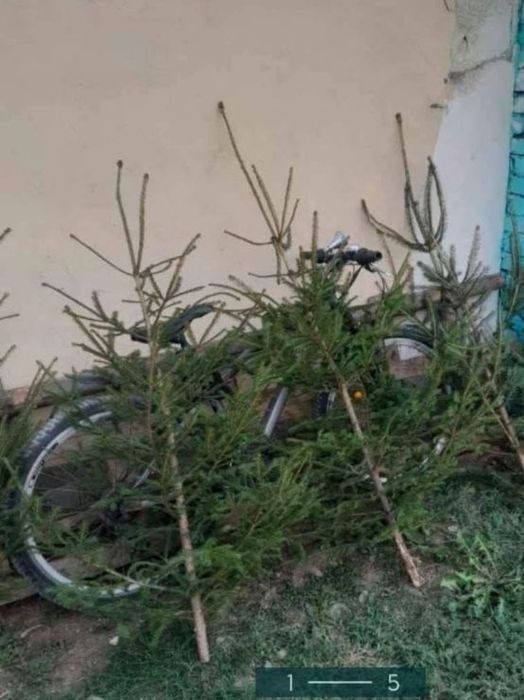 Brazi naturali pentru nunta