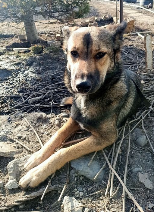 Собаке нужен дом