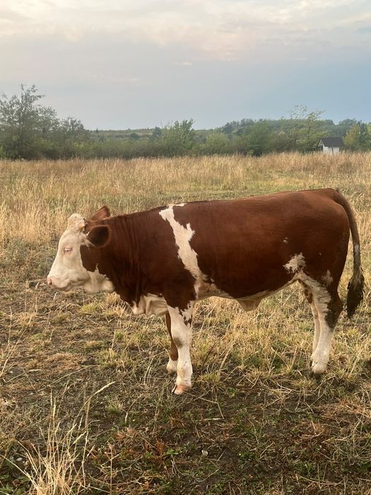 Vând vaca de lapte bălțată gestanta și un vițel
