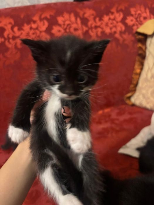 котята маленькие
