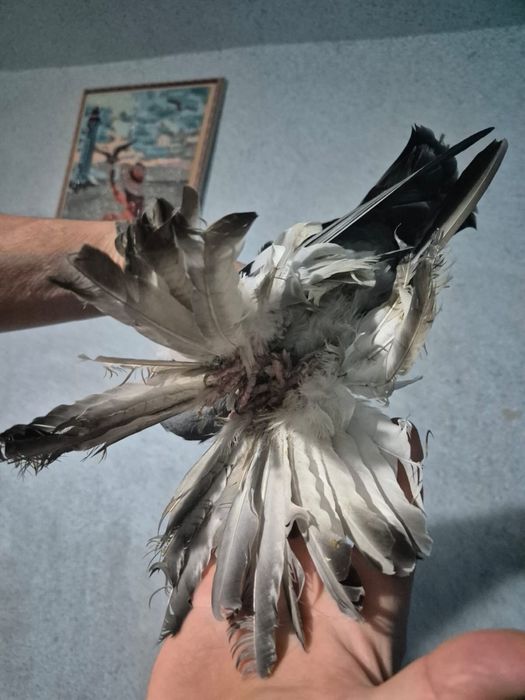 Продаются Старопородные сизые голуби