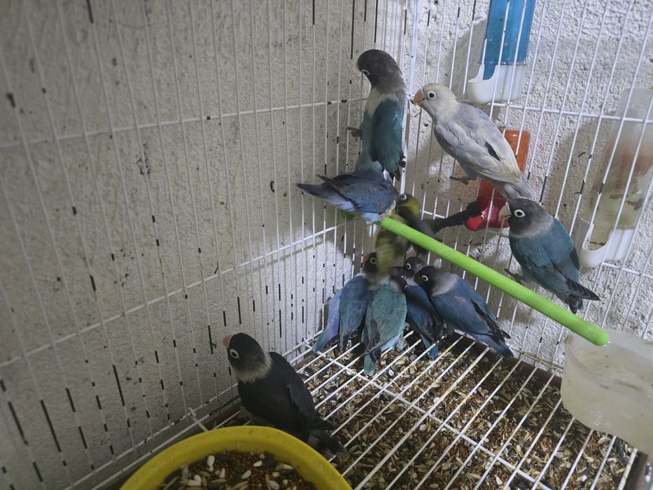 Неразлучники маскывые